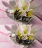 Dasytinae inconnu